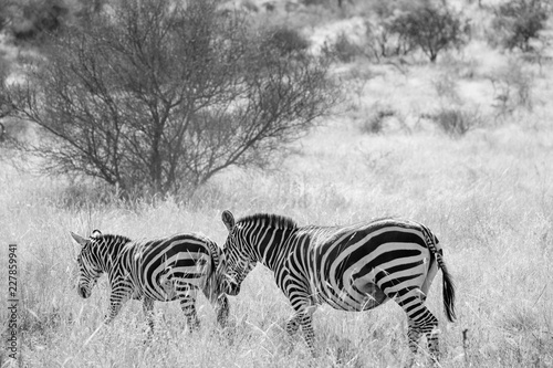 Zebras under trees