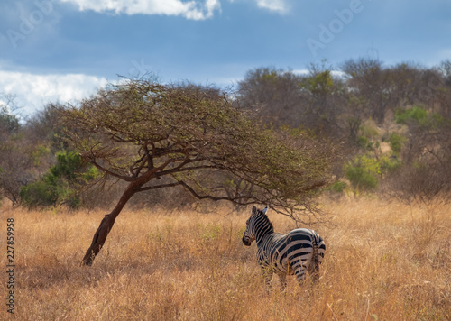 Zebras under trees