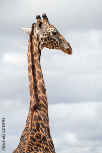 the isolated giraffe © imphilip