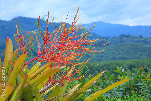 gorgeous erect inflorescence (a multi-branched lax panicle) conspicuous red bracts and flowers, Aechmea blanchetiana. Giant bromeliad with attractive foliage makes it popular as an ornamental plant. photo