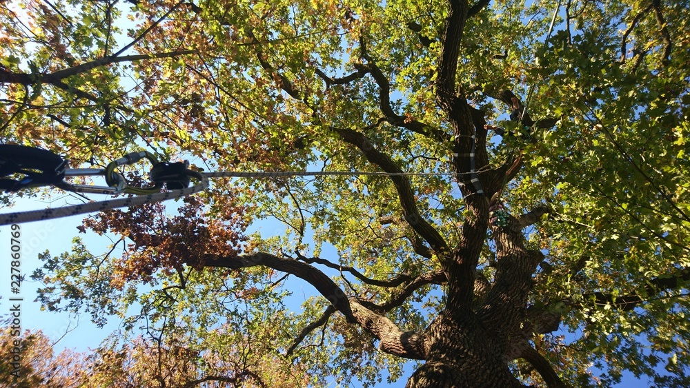 Fototapeta premium klettern im Wald