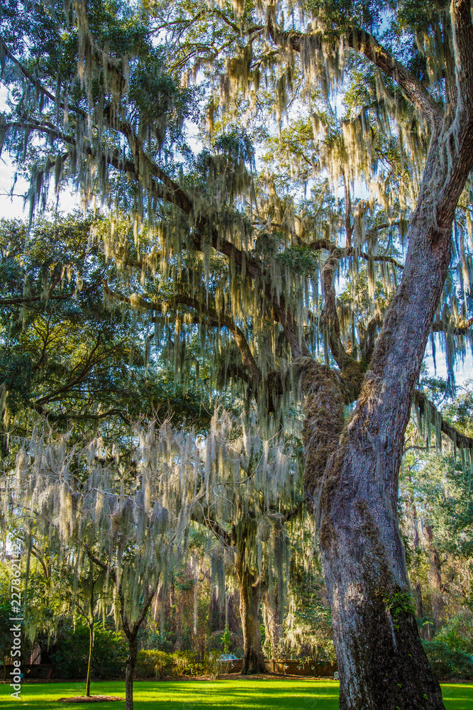 Spanish Moss in Sun Dappled Park Spanish Moss in Sun Dappled Park