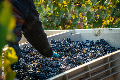 Vineyard worker removing leaves from a harvest bin at a vineyard in southern oregon