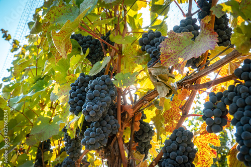 Clusters of ripe wine grapes ready for harvest at a vineyard in southern oregon