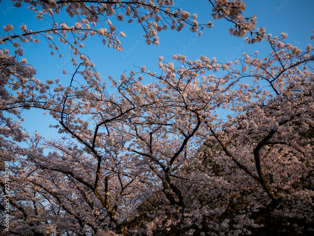 Cherry blossoms in Japan