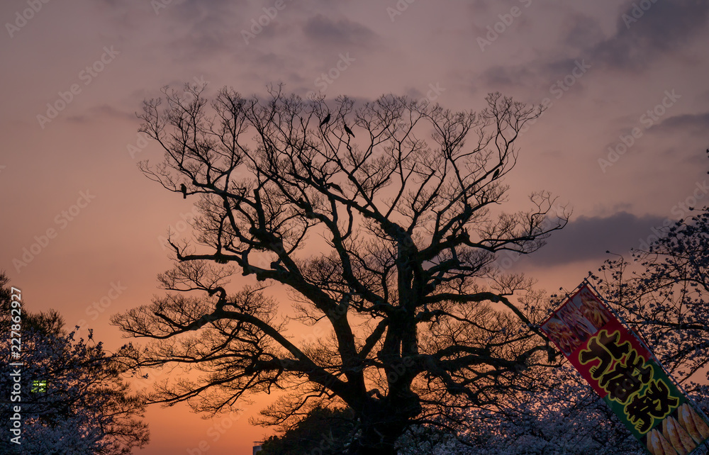 Obraz premium Cherry blossoms in Japan