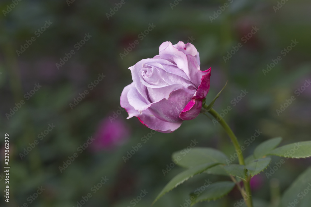  Violett, weiße und rote Rose im Park