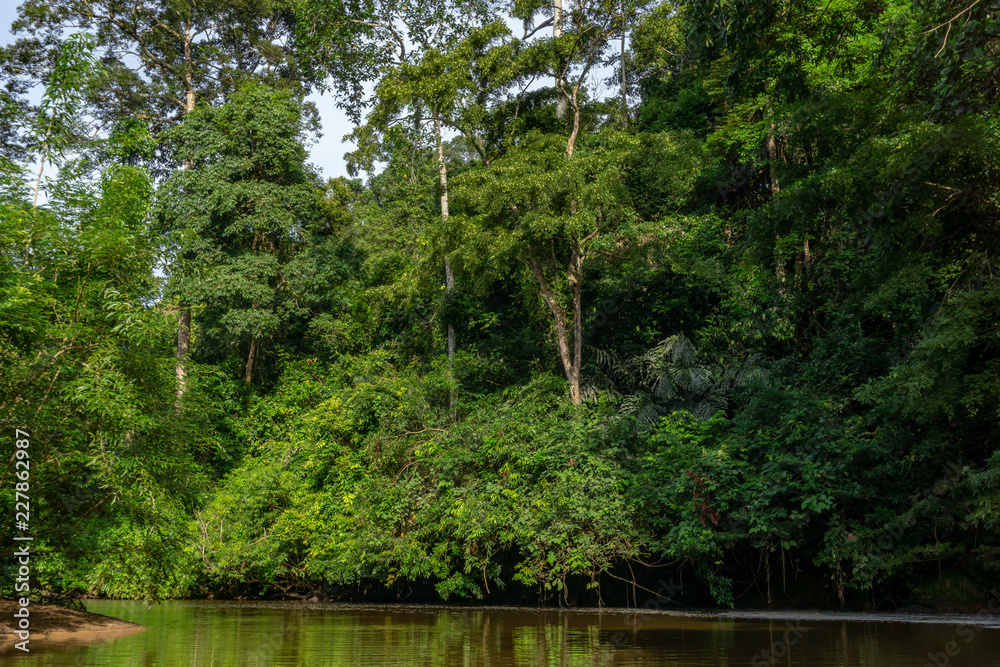 Amazing scenic view Tropical forest with jungle river on background Amazing scenic view Tropical forest with jungle river on background