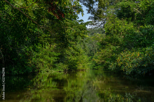 Amazing scenic view Tropical forest with jungle river on background © Zen Wuak