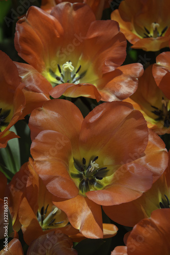 Fototapeta Naklejka Na Ścianę i Meble -  Red and Yellow Tulips