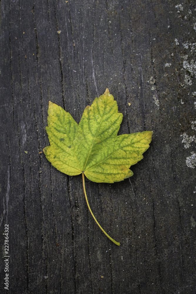 Close-up of a single green and yellow maple leaf on a wooden bench Close-up of a single green and yellow maple leaf on a wooden bench