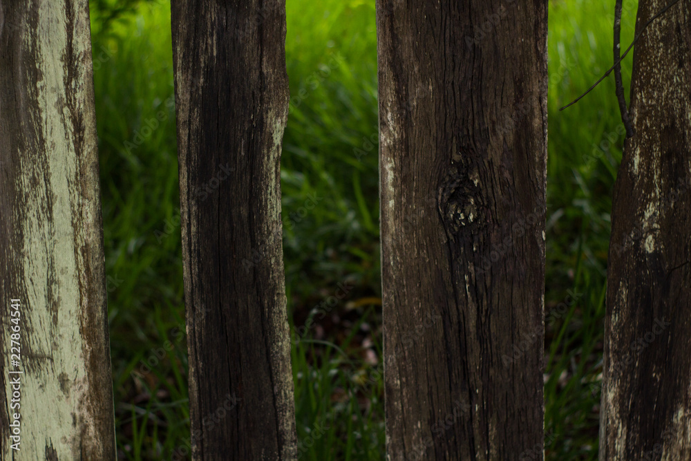 Wooden fance with a green background made of plants. Rio Claro, São Paulo, Brazil, October, 2018.