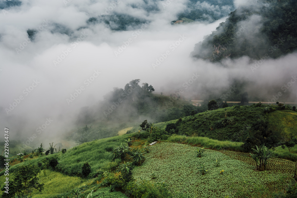 Foggy morning at Tea Plantation and mountain landscape in Thailand, beautiful landscape and sea of fog in Thailand.