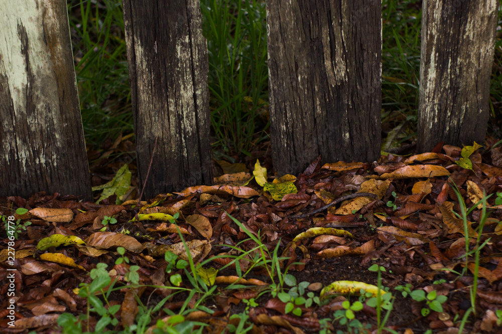 Wooden fence and a floor covered by leaves. Rio Claro, São Paulo, Brazil, October, 2018. Wooden fence and a floor covered by leaves. Rio Claro, São Paulo, Brazil, October, 2018.