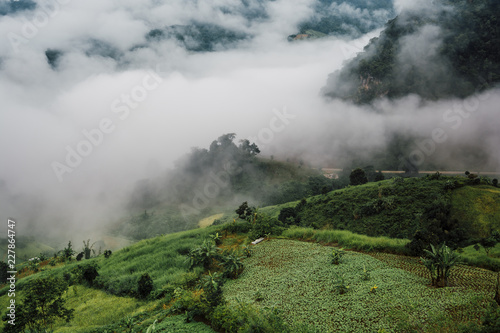 Foggy morning at Tea Plantation and mountain landscape in Thailand, beautiful landscape and sea of fog in Thailand. © Raewongkhot