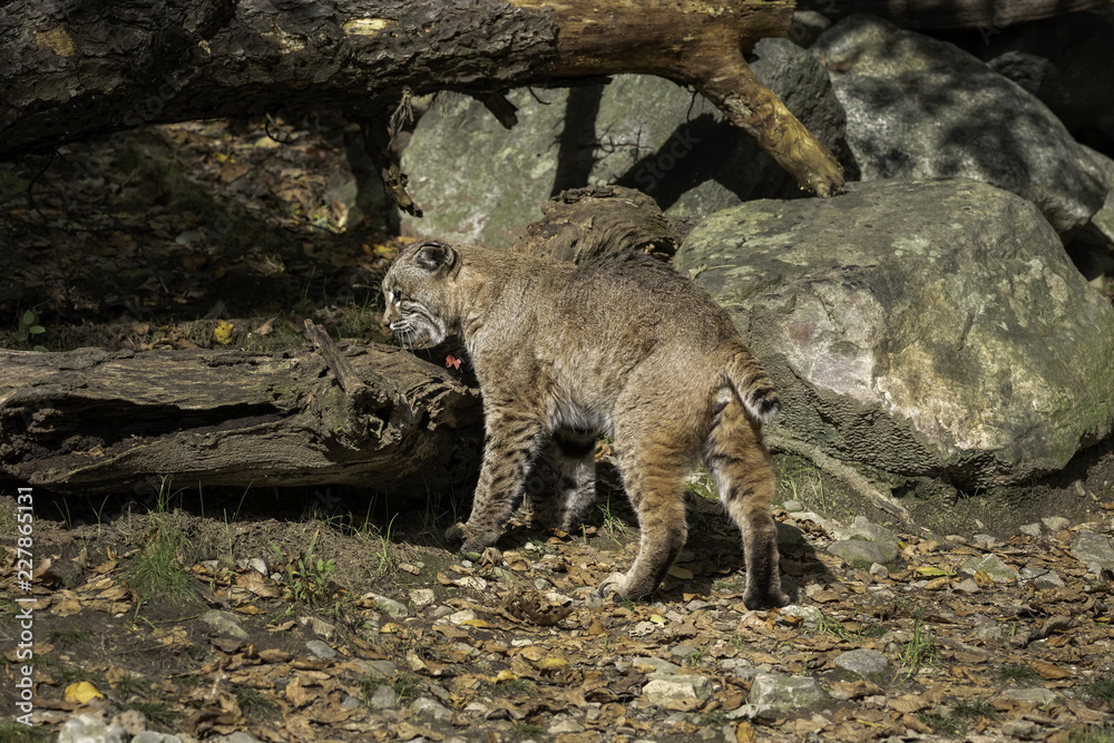 Bobcat walking through a clearing with Fall leaves on the ground Bobcat walking through a clearing with Fall leaves on the ground