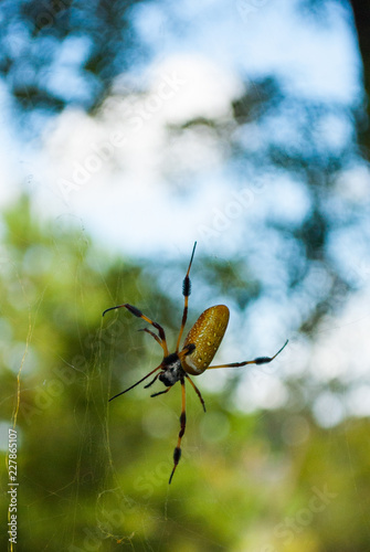 A golden silk orbweaver spider that is native to tropical climates. This one was shot in its natural habitat in a swamp forest in the Southern American state of Mississippi