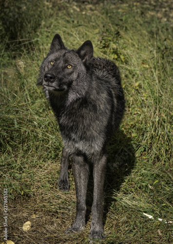 Beautiful Timber Wolf (also known as a Gray Wolf or Grey Wolf) with Black and Silver Markings © Lori Labrecque