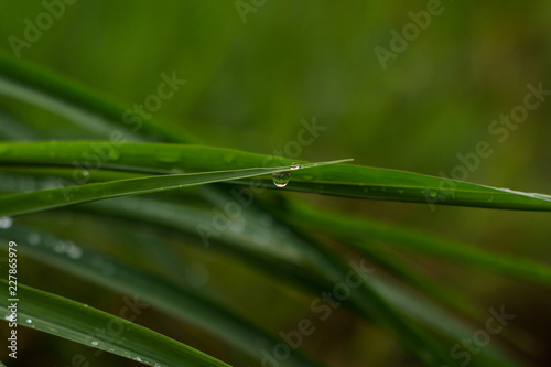 Morning dew on leaves. This photograph was taken in Rio Claro, São Paulo, Brazil. 