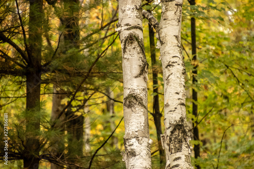 Fototapeta Naklejka Na Ścianę i Meble -  Close up of two birch trees stealing the show in North Woods forest
