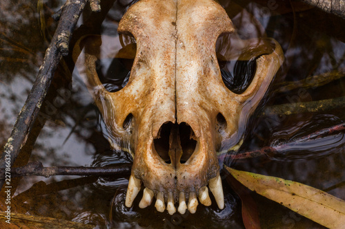 The skull of a dog inside a jar with rainwater. Rio Claro, São Paulo, Brazil, October, 2018.