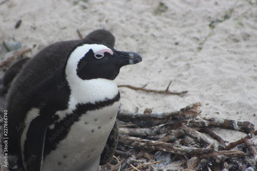 Naklejka premium Penguin