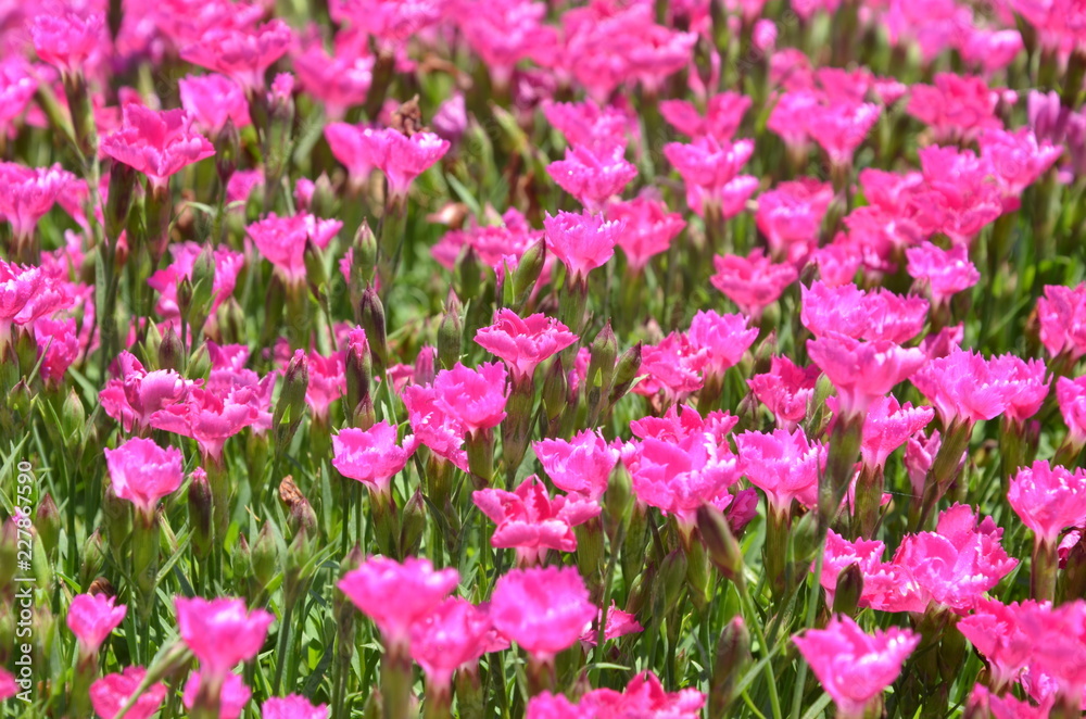 薔薇のある風景