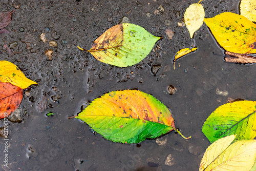 Wet leaves on the ground, green and yellow, fall, background