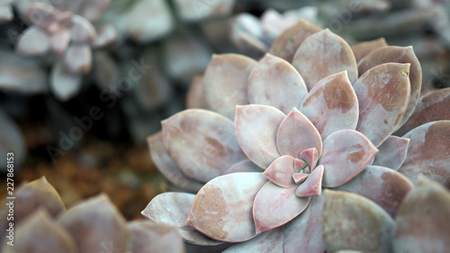 Rosette rosettes of graptopetalum pentandrum superbum. Violet Graptopetalum flowers. photo