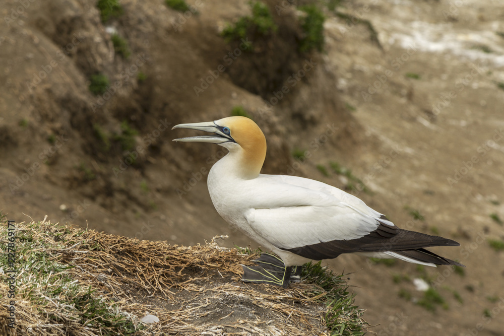 Gannet Bird Colony at Muriwai Beach Auckland New Zealand Gannet Bird Colony at Muriwai Beach Auckland New Zealand