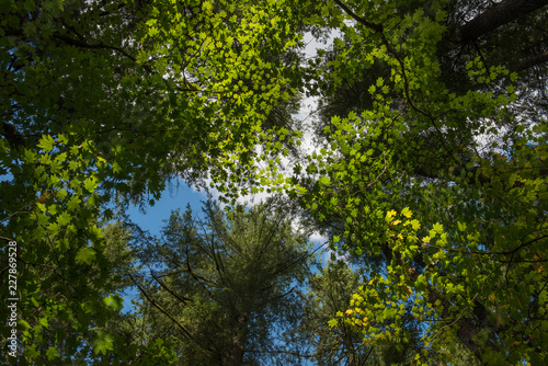 forest tree canopy  viewed from the ground  looking up through green leaves at a blue sky