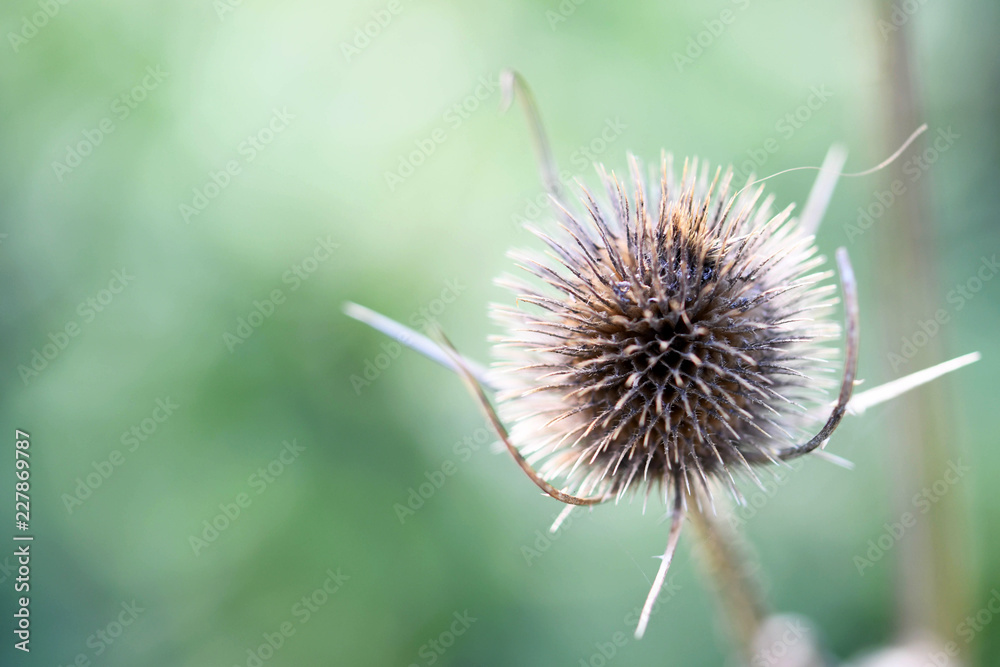 Dried isolated thistle flower