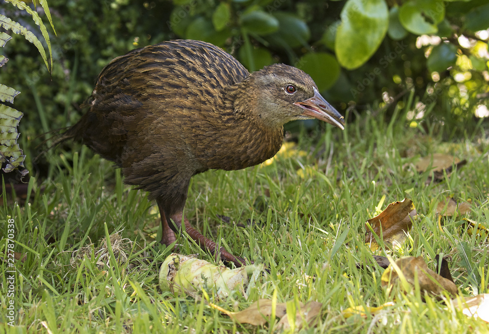 Weka bird looking for food in New Zealand Weka bird looking for food in New Zealand