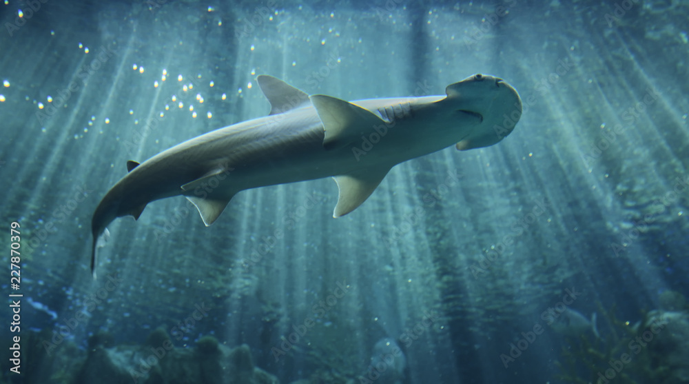 Hammerhead shark - obrazy, fototapety, plakaty 