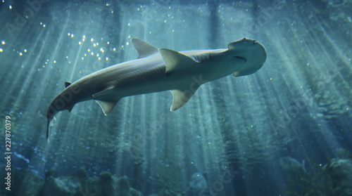 Photography Hammerhead shark