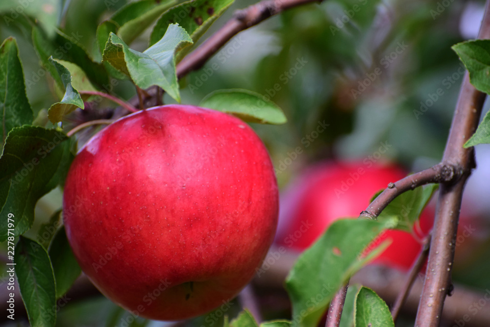 red apples on tree red apples on tree