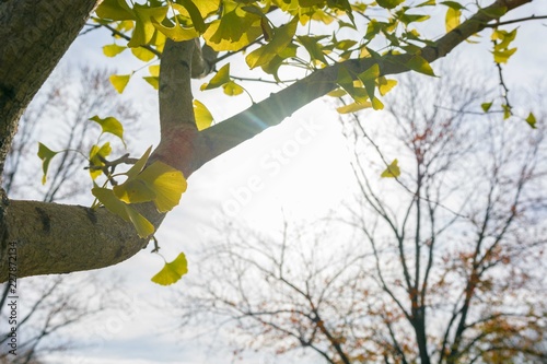 A tree is backlite by the sun photo