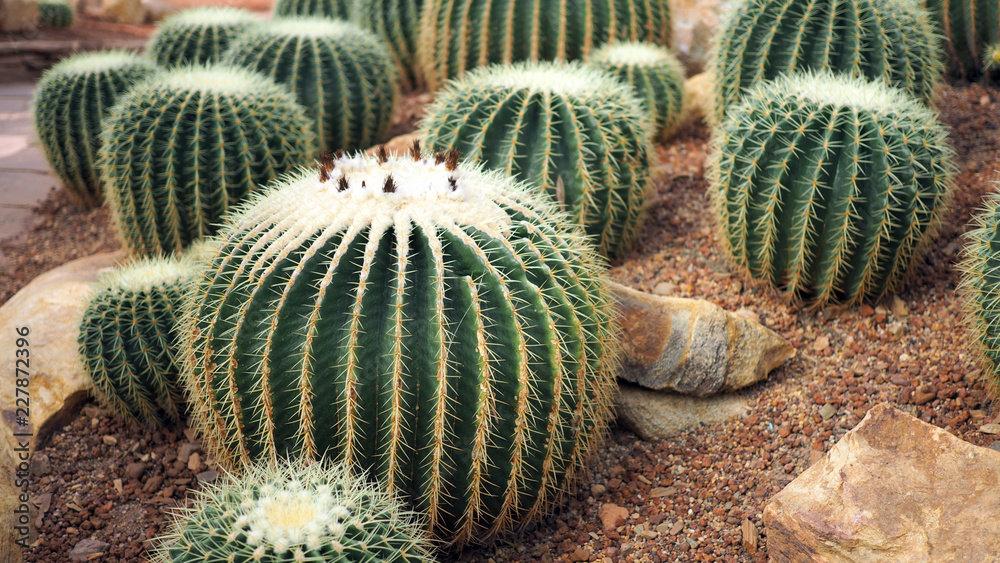 Golden barrel cactus or Echinocactus grusonii in the botanic garden. Close up of a round green cactaceae with spikes. (Echinocactus grusonii Hildm)