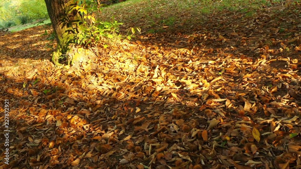 Landscape of chestnut woods during fall season with warn colors Landscape of chestnut woods during fall season with warn colors