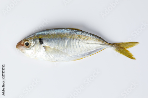 Raw fresh small yellow striped tervally banded slender fish