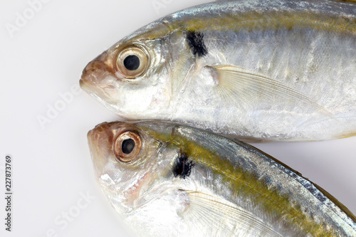 Raw fresh small yellow striped tervally banded slender fish photo