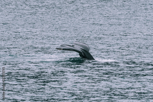 Humpback Whale Tail in Alaska