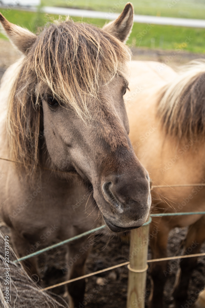 Obraz premium Iceland Horse #1