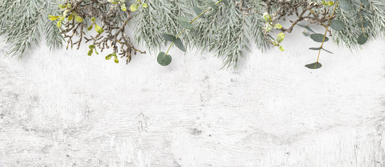 winter or Christmas themed banner / background with a border of green fir tree twigs, frosted greenery and eucalyptus leaves on a white wooden board, copyspace for your text, flat lay / top view