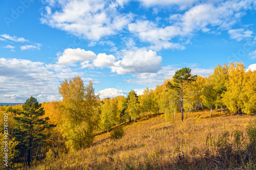 Fototapeta Naklejka Na Ścianę i Meble -  Autumn Majestic Scenery: Hill Covered by Fall Forest and Blue Sky with White Clouds at Sunny Day