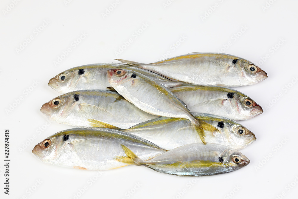Raw fresh small yellow striped tervally banded slender fish Raw fresh small yellow striped tervally banded slender fish