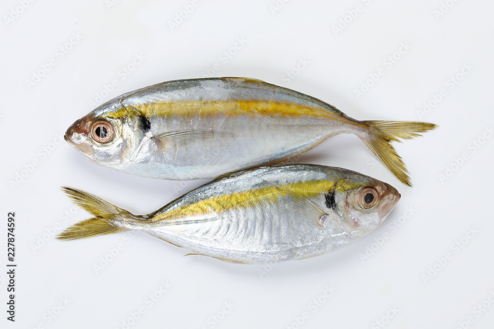 Raw fresh small yellow striped tervally banded slender fish Raw fresh small yellow striped tervally banded slender fish