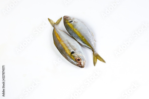 Raw fresh small yellow striped tervally banded slender fish photo