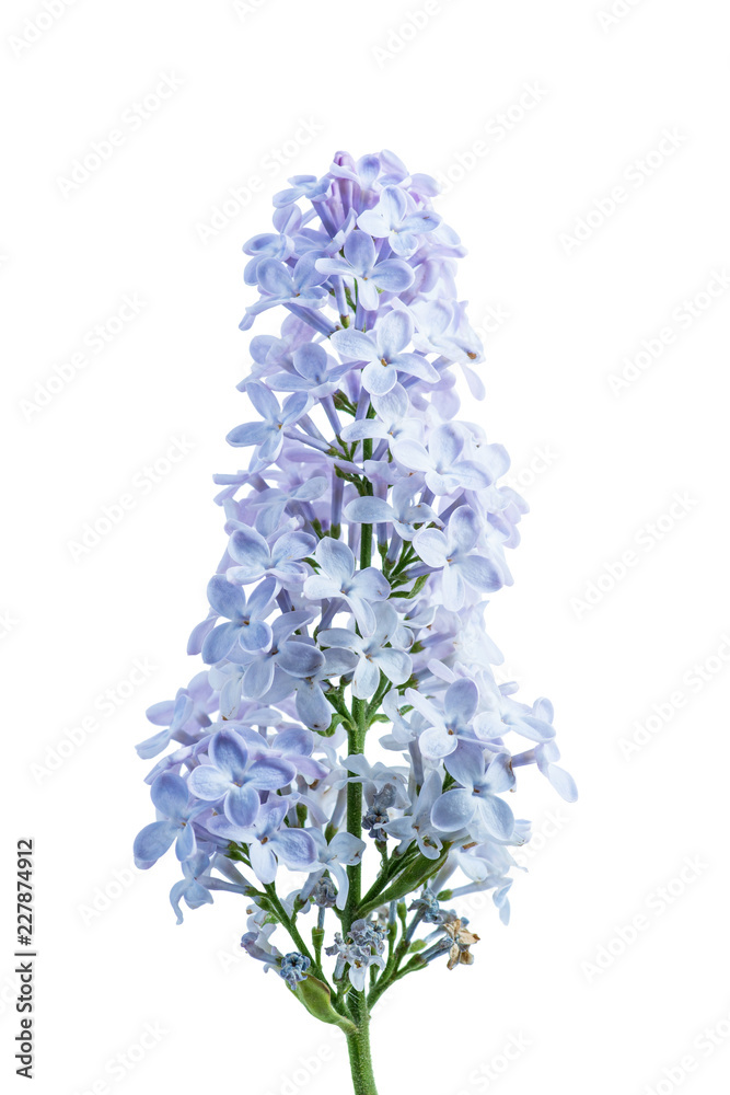 Obraz premium Blossoming Blue Lilac Flowers Branch Isolated on White Background