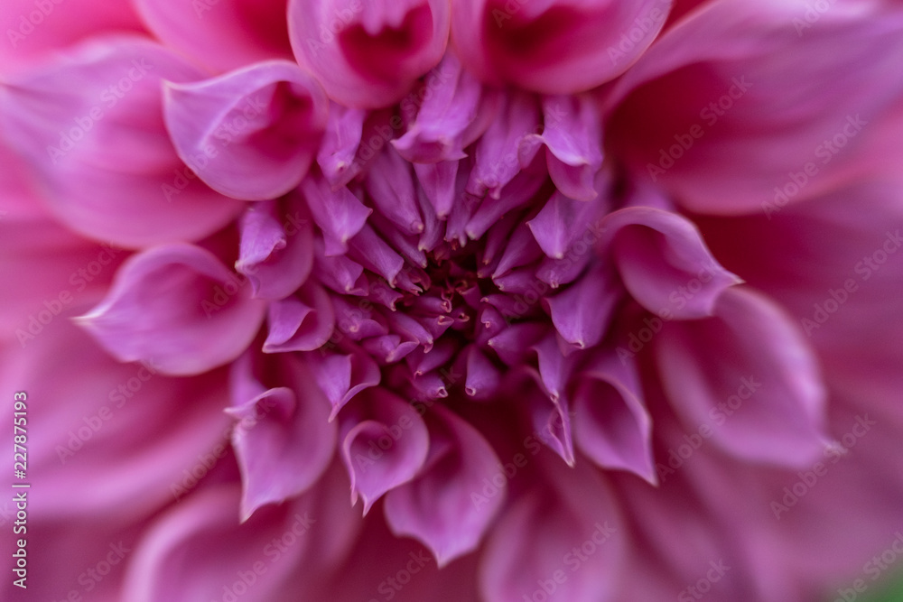 closeup of pink dahlia.